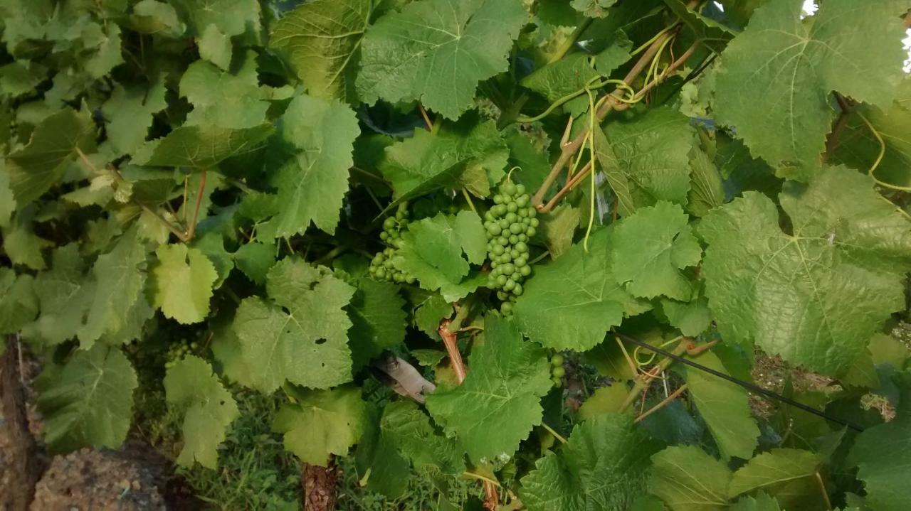 Weingut Sauer-Kettermann Βίλα Enkirch Εξωτερικό φωτογραφία